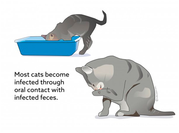 What is Feline Infectious Peritonitis (FIP)